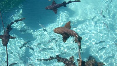 At one with nature in the Bahamas