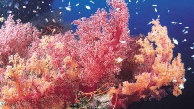 Lush-soft-coral