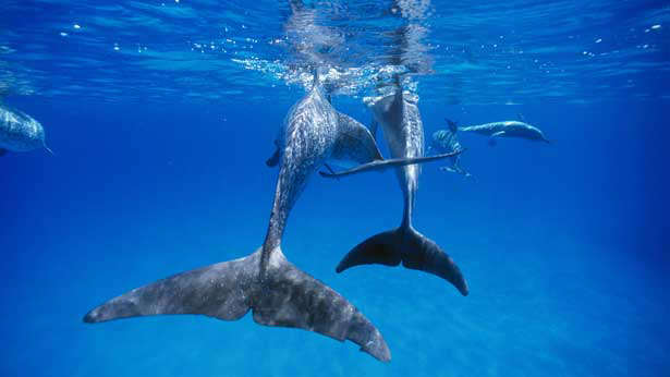 Bimini dolphins Bimini dolphins