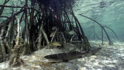 Bimini lemon shark