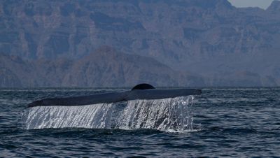 Blue whales