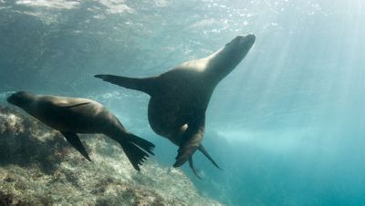 Sea Lions