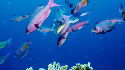 Creole wrasse
