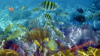 A Reef off the coast of St Bart's and St Martin
