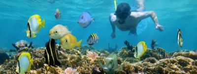 Diving in the Bahamas