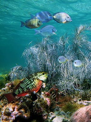  Explore the Exumas 