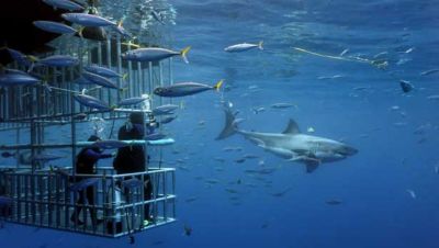 A Great white shark, Guadalupe Island, Mexico