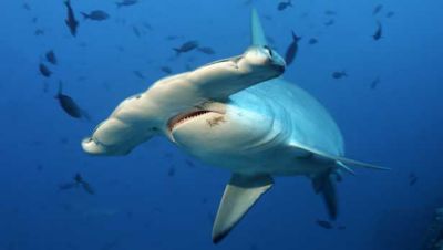 A Hammerhead Shark