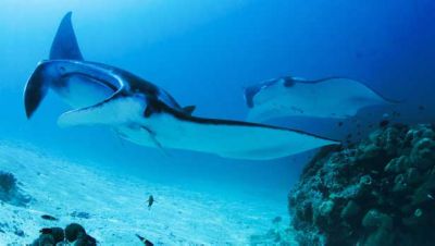 Manta rays, Maldives
