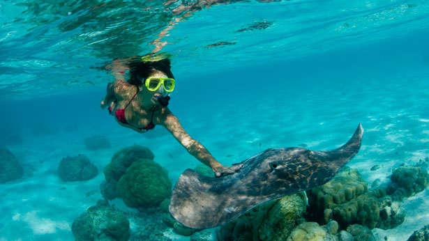 Snorkelling with manta rays Snorkelling with manta rays