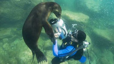 A Sea lion, Los Islotes