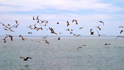 Seabirds