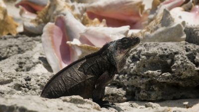An Iguana on Beach