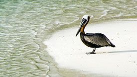 Turks & Caicos