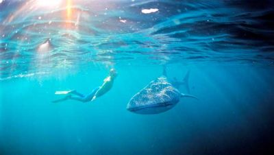 Whaleshark Ningaloo Reef